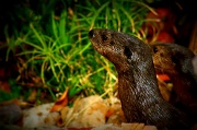 24th Jan 2012 - Otters