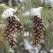 Pinecones by juletee