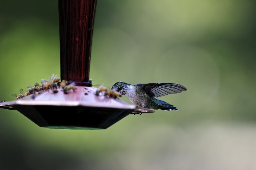 Hummingbird and Honeybees by lstasel