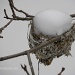 Snowbird by sunnygreenwood