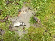 25th Jan 2012 - puddle buffalo