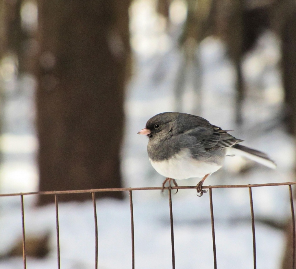 Junco by maggie2