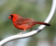 25th Jan 2012 - Another Male Cardinal