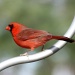 Another Male Cardinal by vernabeth