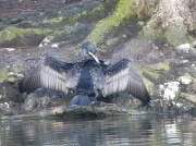 19th Jan 2012 - Cormorant, Tooting Common