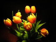 25th Jan 2012 - An Unruly Riot of Tulips
