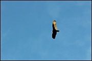 24th Jan 2012 - Turkey Vulture