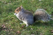 25th Jan 2012 - Busy Squirrel