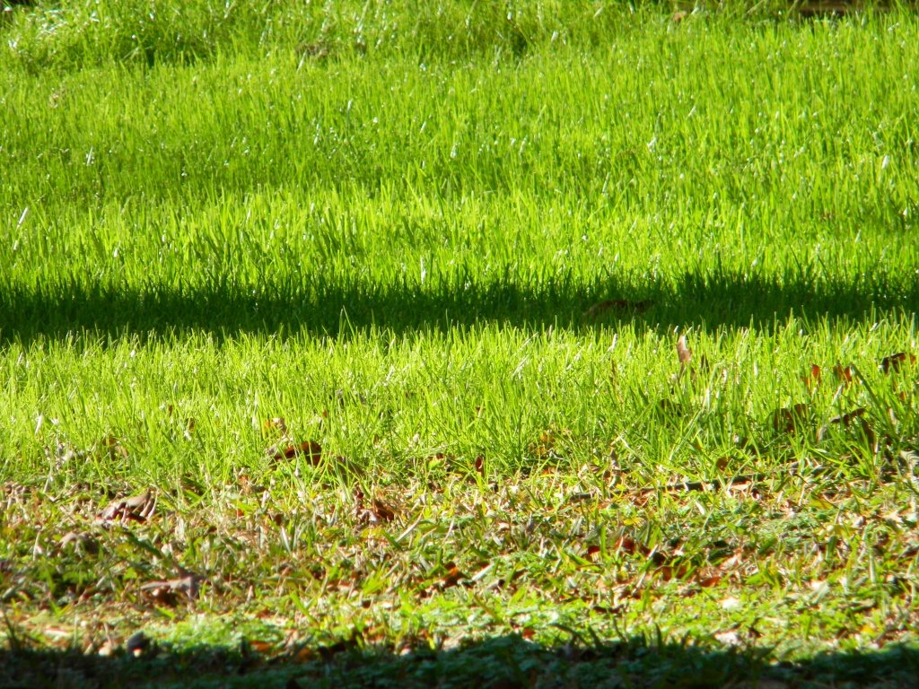 Grass 1.25.12 by sfeldphotos