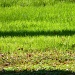 Grass 1.25.12 by sfeldphotos