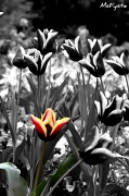 26th Jan 2012 - Tulip