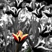 Tulip by msfyste