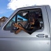 doggie in the window by dmdfday