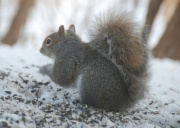 25th Jan 2012 - Squirrel