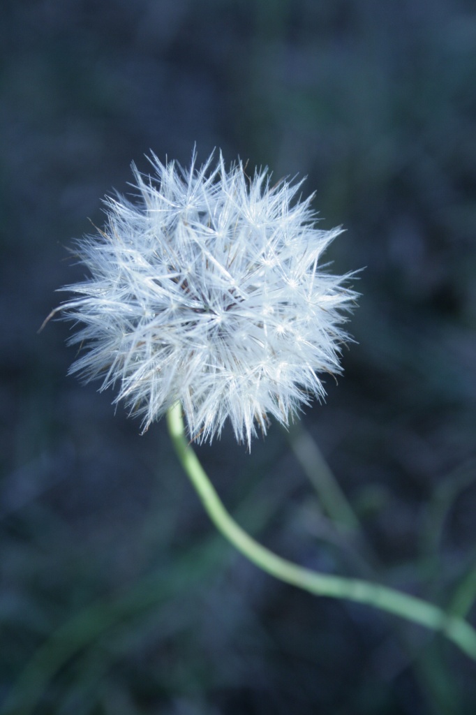 Dandelion by wenbow