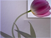 26th Jan 2012 - my last tulip