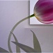 my last tulip by reba