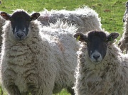 26th Jan 2012 - Are you looking at us?