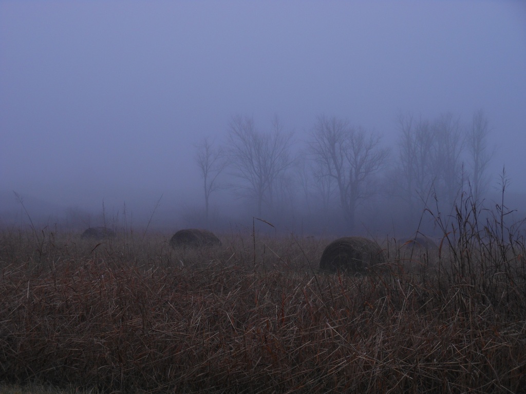 Fog again by cindymc