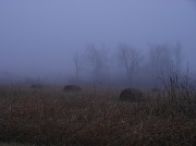 26th Jan 2012 - Fog again
