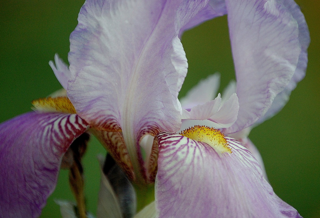 Iris by andycoleborn