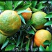 ripening oranges by mjmaven