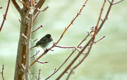 25th Jan 2012 - Lonely Junco.