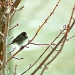 Lonely Junco. by kdrinkie