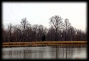 26th Jan 2012 - Pond view