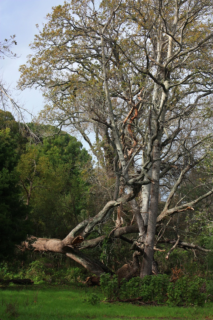 Fallen Tree by eleanor