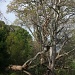 Fallen Tree by eleanor