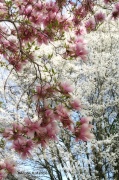 26th Jan 2012 - Spring Dreamscape