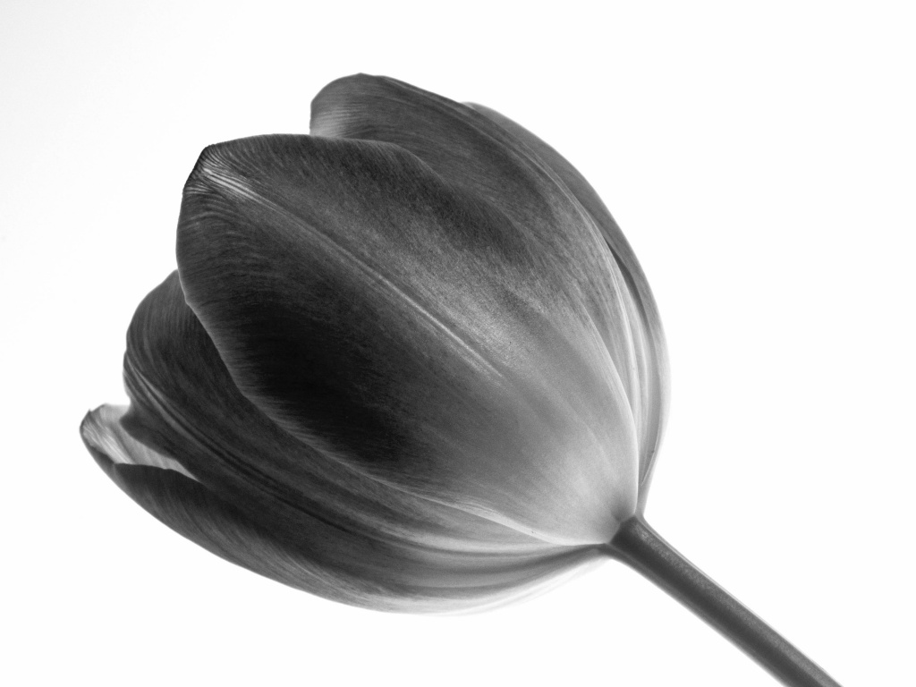 single tulip by reba