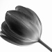 single tulip by reba