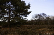 6th Jan 2012 - 6.1.12 Ashdown Forest 