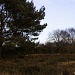 6.1.12 Ashdown Forest  by stoat