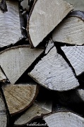 16th Jan 2012 - 16.1.12 wood pile