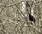 23rd Jan 2012 - 23.1.12 Blackbird