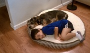 27th Jan 2012 - Dog Bed