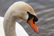 27th Jan 2012 - Swan