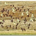 flock on the move by ltodd