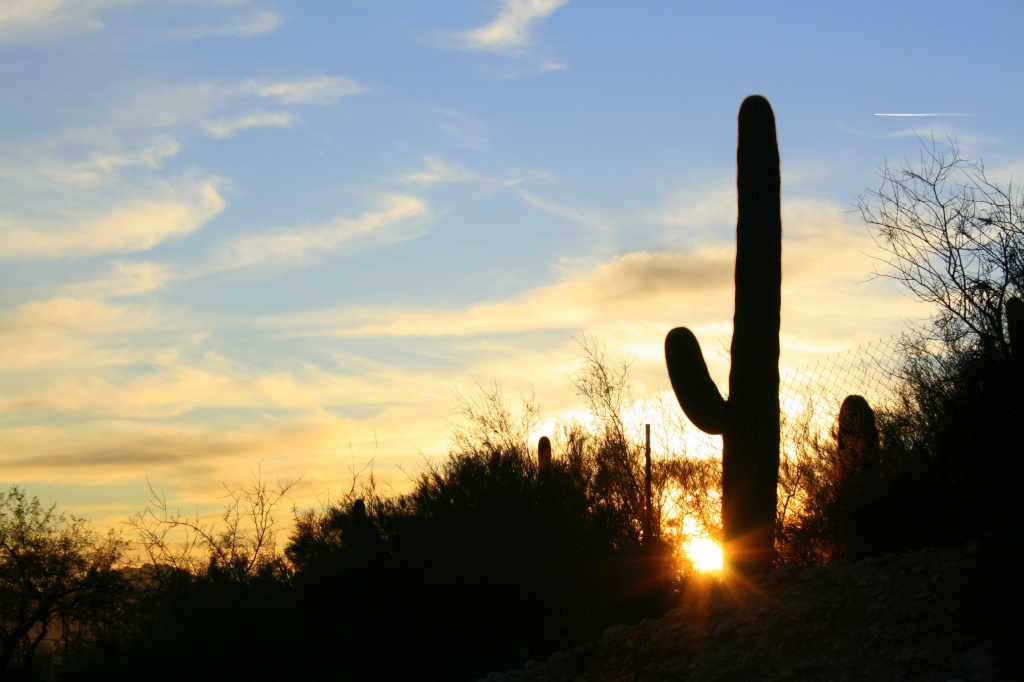 Lone Saguaro At Sunset by kerristephens