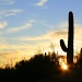 Lone Saguaro At Sunset by kerristephens