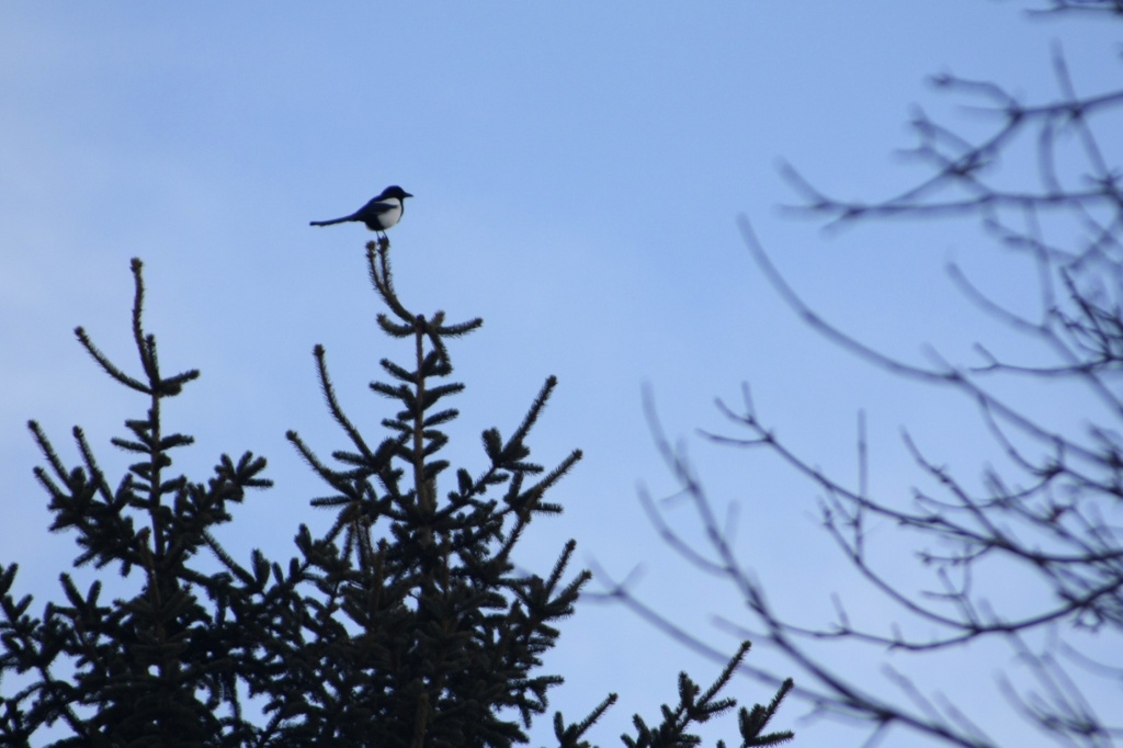 Magpie by laurentye