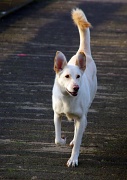 28th Jan 2012 - picture of a white dog