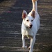picture of a white dog by iiwi
