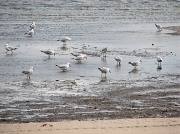15th Feb 2010 -  Seagulls