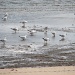  Seagulls by kjarn