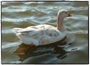 28th Jan 2012 - Duck