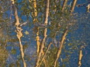 28th Jan 2012 - bamboo reflection